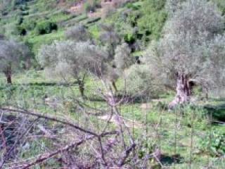 Crete Agricultural Land For Sale