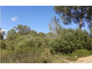 Plot for sale in Sineu.
