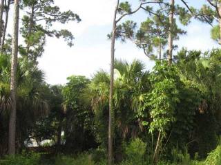 Land For Sale: LANDING ROAD