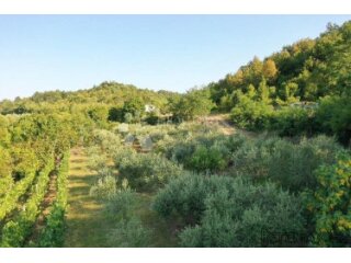 GRAČIŠĆE – manji maslinik i vinograd na prekrasnoj poziciji
