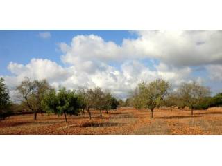 Plot with 15.000m2 with two adjacent..