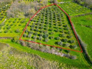 Istra,Rovinj-9km,maslinik u punom rodu-4000m2