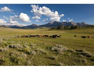 Berman Buckskin Ranch
