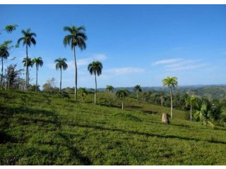 Dominican Republic Dairy Farm