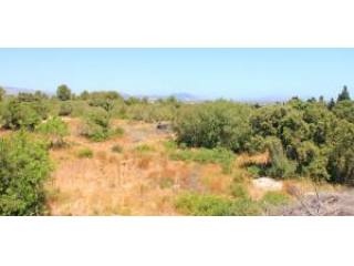Mallorca, Muro Son Morei, rural plot..