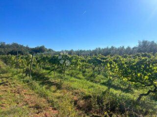 VINOGRAD S ISTARSKOM MALVAZIJOM -Galižana