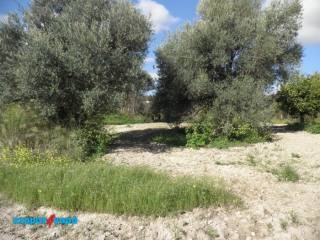 Residential Land in Skoulli, Pafos