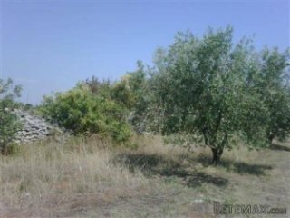 MASLINIK S VRHUNSKIM MASLINAMA