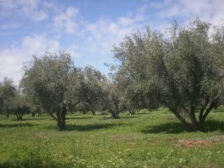 Farm on 8Ha Titled Land - 600 Olive..