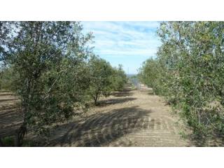 Land - Awaiting further details for..