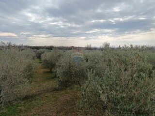 ISTRA,Vodnjan - maslinik sa 150 maslina