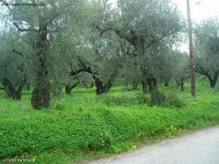 Land - Zakynthos - For Sale