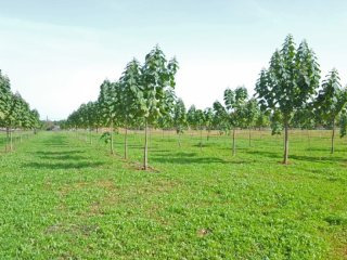 Beautiful Plot Covered In Charming..