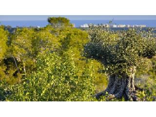 Plots for sale in Campoamor