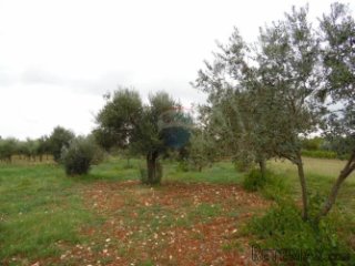 ISTRA,GALIZANA,maslinjak