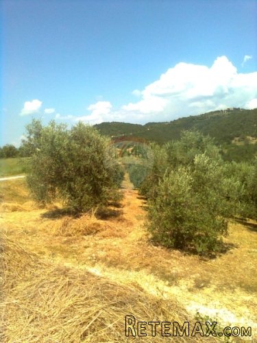 GRIMALDA, maslenik od 23064 m2 sa potokom