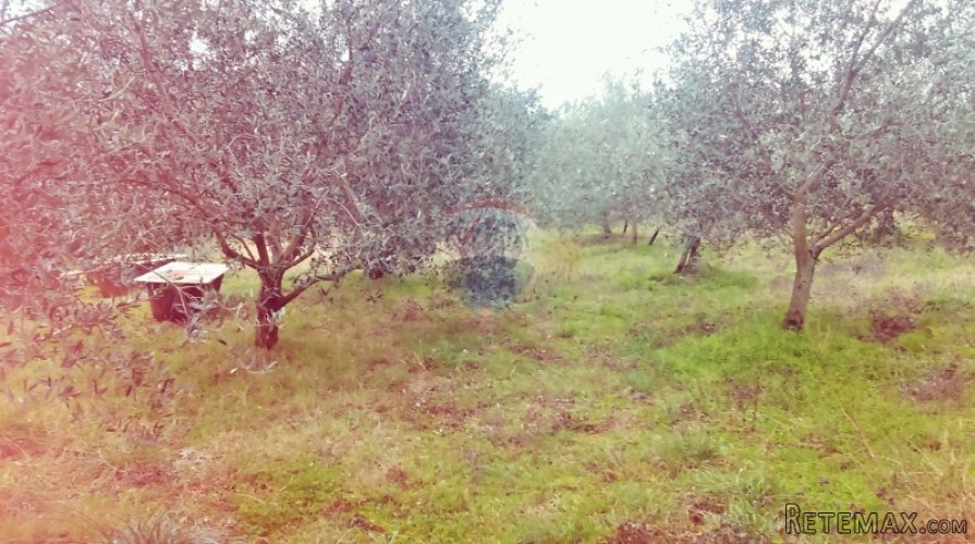 Građevinsko zemljište sa 65 maslina - 2