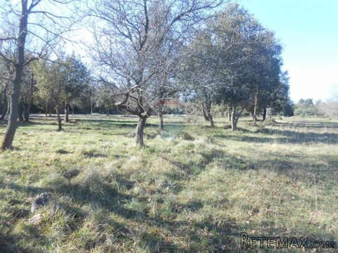 Istra, Ližnjan, poljoprivredno zemljište, šuma - 3