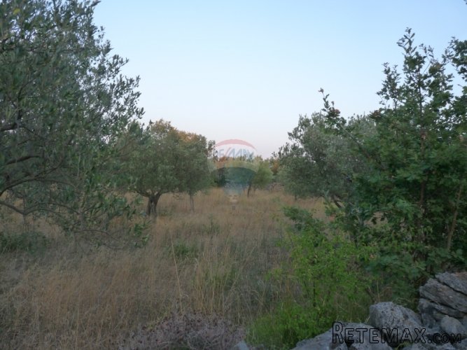 FAŽANA, maslenik od 1140 m2 - 3