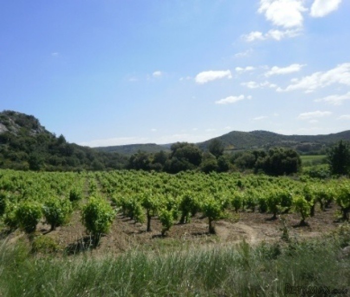 Wine Production Domaine On 137 Hectares.. - 2