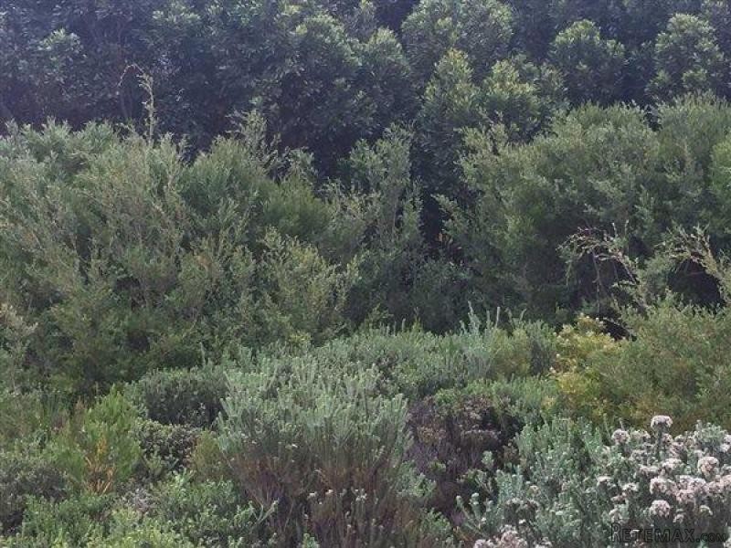 Bettys Bay Vacant Land, Bettys Bay - 2