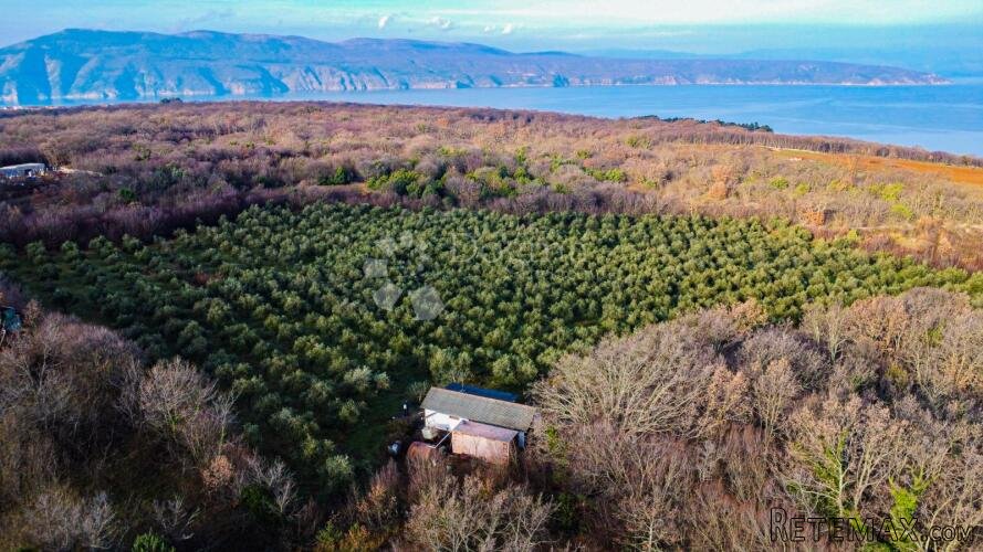 Otok Krk prekrasno imanje maslinik sa kućom - 3