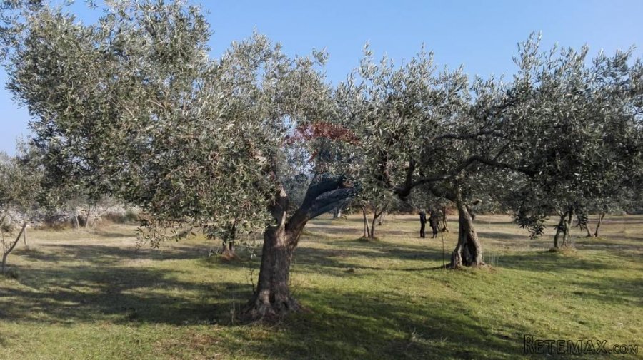 Peroj, stari maslinik sa 50 maslina - 3