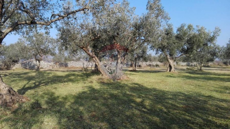 Peroj, stari maslinik sa 50 maslina - 4