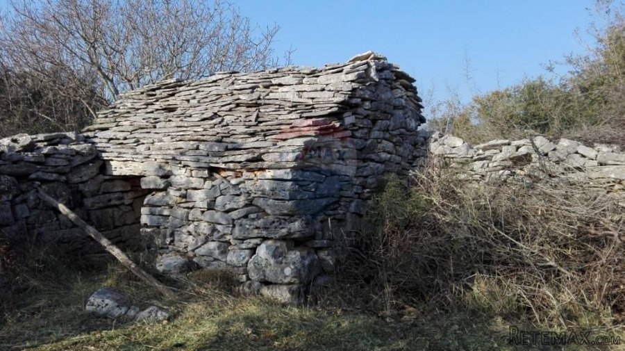 Peroj, stari maslinik sa 50 maslina - 6