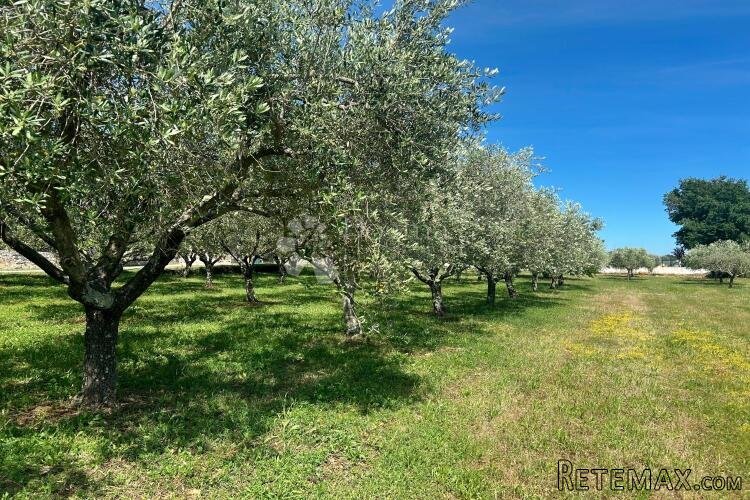 SVETI LOVREČ – građevinska parcela s nasadom maslina