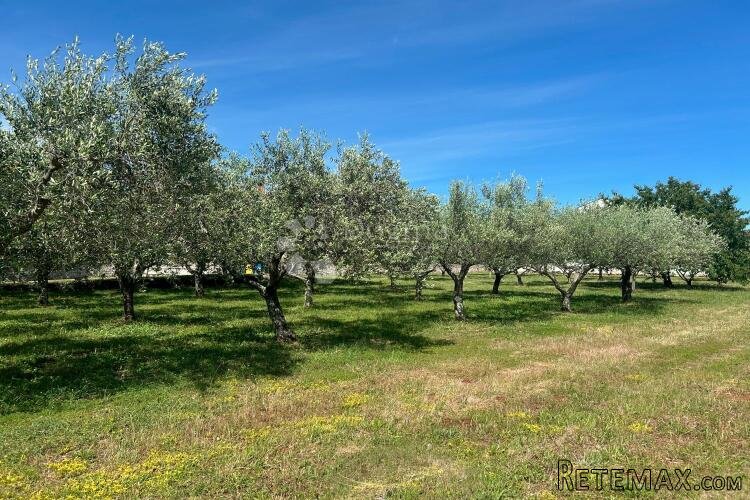 SVETI LOVREČ – građevinska parcela s nasadom maslina