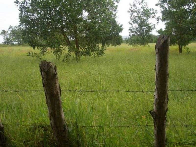 Agriculture And Forest Farm In Monte.. - 2