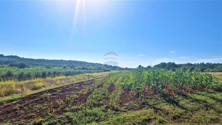 Istra,Buje okolica-Veliko negrađevinsko zemljište - 3