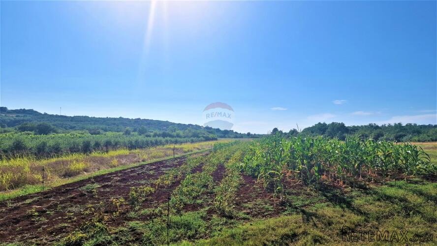 Istra,Buje okolica-Veliko negrađevinsko zemljište - 4