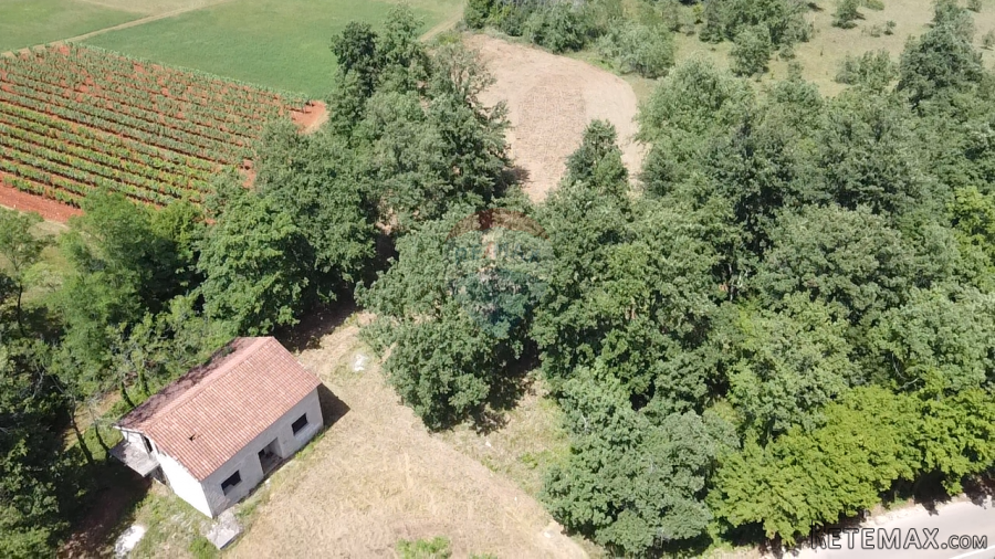 Istra, Višnjan - Samostojeća kuća sa 4900 m2 okućnice - 9