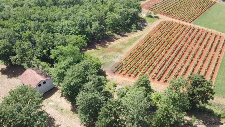 Istra, Višnjan - Samostojeća kuća sa 4900 m2 okućnice - 10