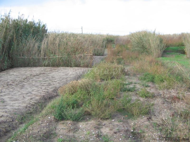 Plot, Peniche, Ferrel