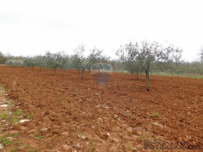 Istra, Tar, maslinik sa 102 masline