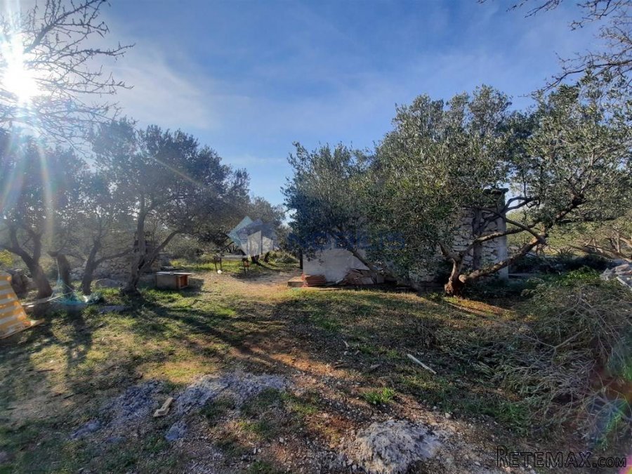 Vodice, mala kamena kuća s maslinikom na 1840m2 - 3
