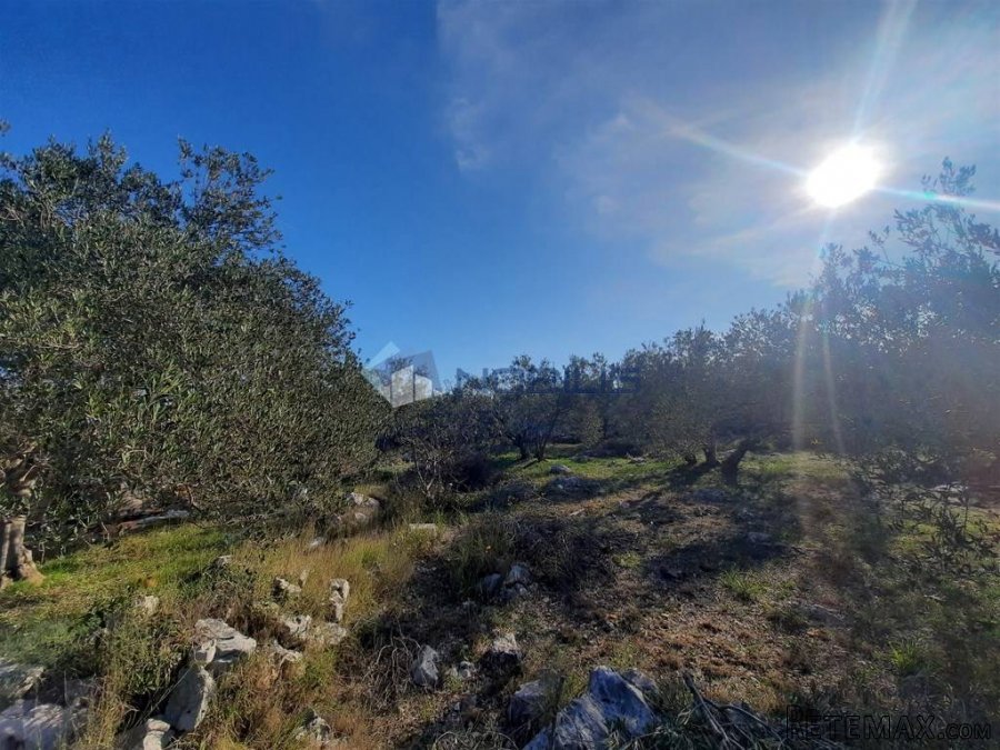 Vodice, mala kamena kuća s maslinikom na 1840m2 - 4