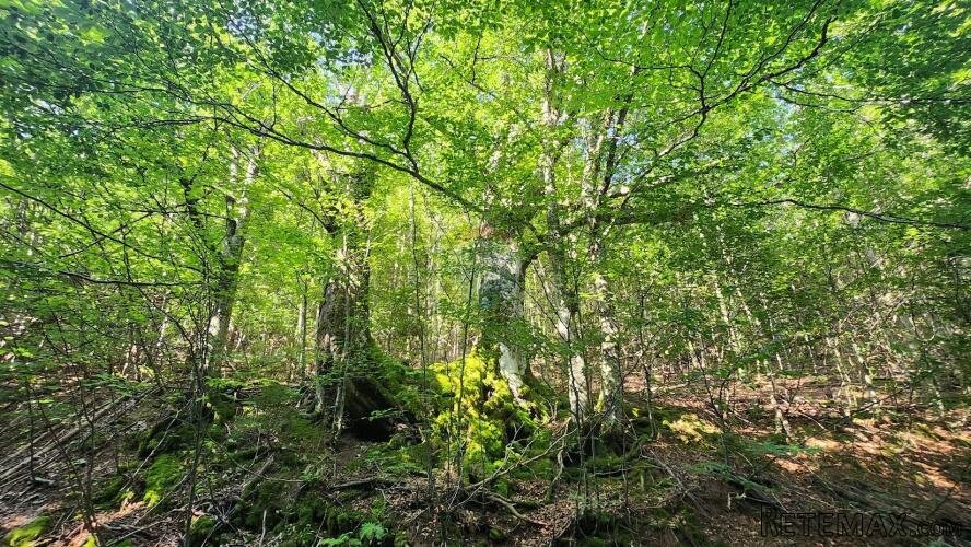 Gorski kotar, Mrkopalj - mlada bukova šuma