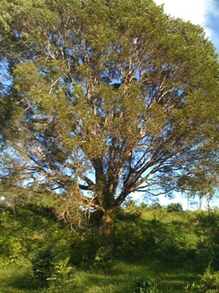 Large Rural Farm Land Between Sosua And..