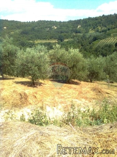 GRIMALDA, maslenik od 23064 m2 sa potokom - 2