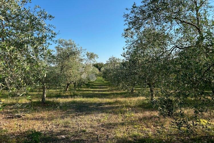 ROVINJ – perfektan maslinik 5 km od Rovinja