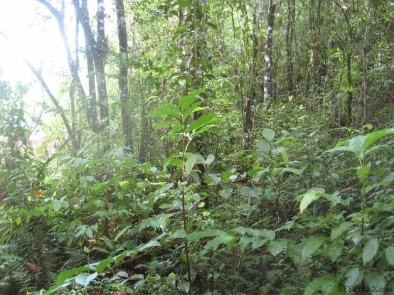 Land - Johns Hall - For Sale