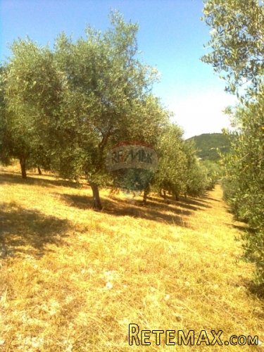 GRIMALDA, maslenik od 23064 m2 sa potokom - 5