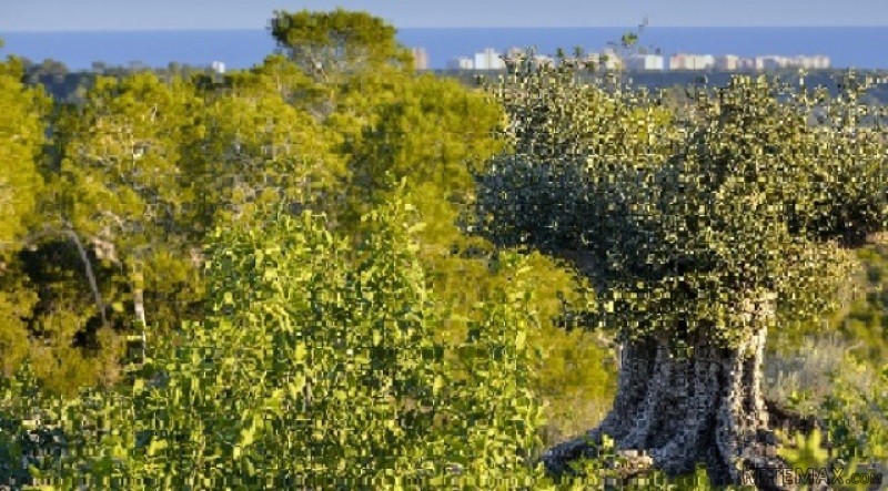 Land For Sale In Campoamor Spsnb0986