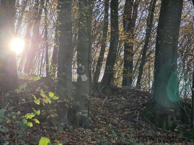 Šuma i pašnjak 7.182m² u Selnu kod Krapinskih Toplica