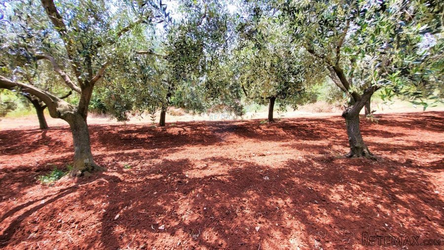 Istra, Novigrad, građevinsko zemljište - 2