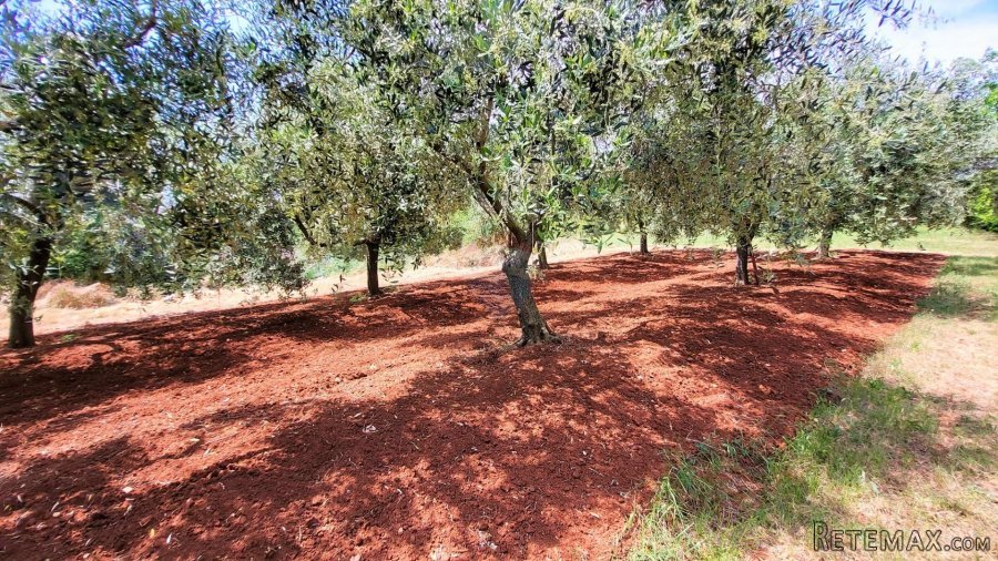 Istra, Novigrad, građevinsko zemljište - 3